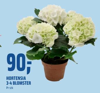 Coop Obs Hortensia 3-4 blomster tilbud