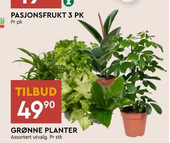 Coop Mega Grønne planter tilbud