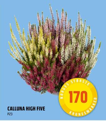 Coop Obs Calluna high five tilbud