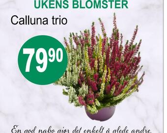 Joker Calluna trio tilbud
