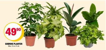 Coop Extra Grønne planter tilbud