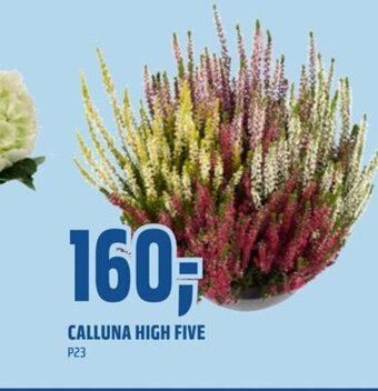 Coop Obs CALLUNA HIGH FIVE tilbud