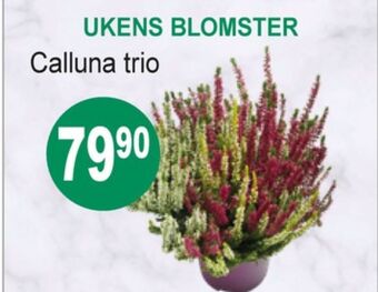 Joker Ukjent plante tilbud