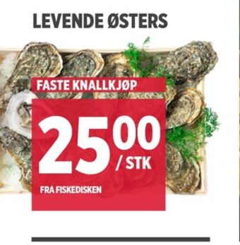 Meny Ukjent østers tilbud