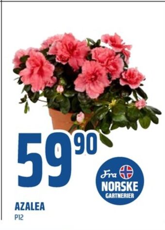 Coop Obs Ukjent plante tilbud