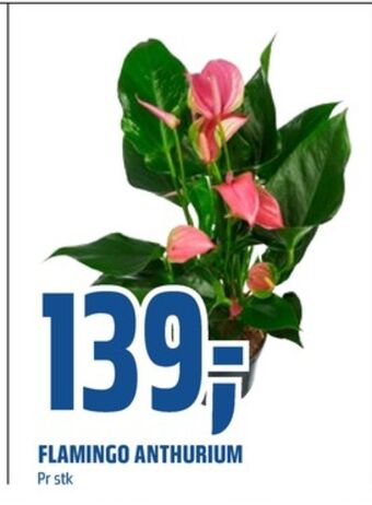 Coop Obs Ukjent plante tilbud