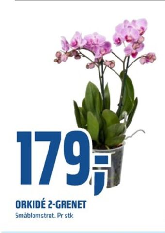 Coop Obs Ukjent plante tilbud