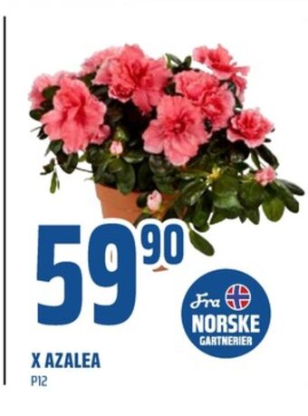 Coop Obs Ukjent plante tilbud