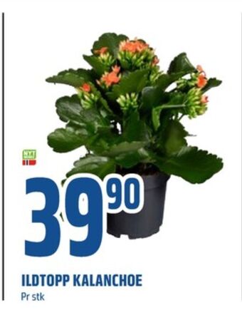 Coop Obs Ukjent plante tilbud