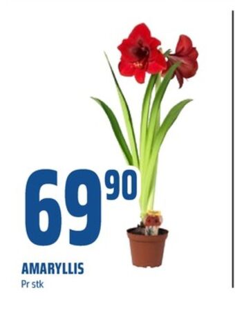 Coop Obs Ukjent plante tilbud