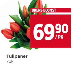 Meny Tulipaner 7pk tilbud