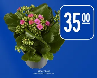 Rema 1000 Ildtopp rose tilbud