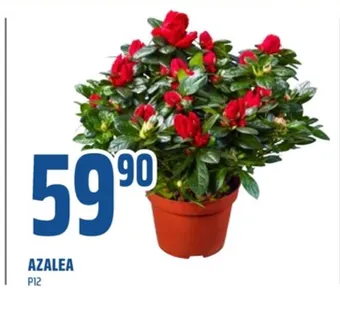 Coop Obs Ukjent plante tilbud