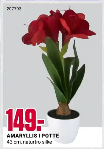 Europris Amaryllis i potte tilbud