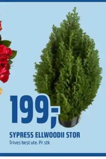 Coop Obs Ukjent plante tilbud