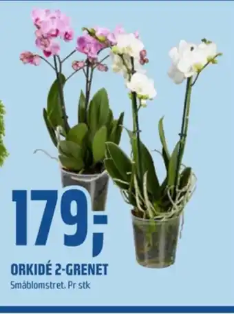 Coop Obs Ukjent plante tilbud