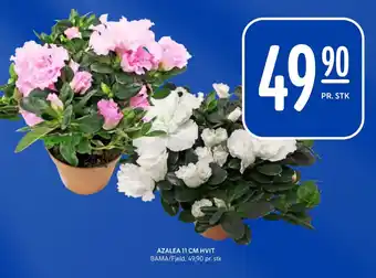 Rema 1000 Azalea 11 cm hvit tilbud