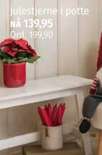 Nille Julestjerne i potte tilbud