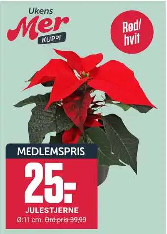 Europris Julestjerne tilbud