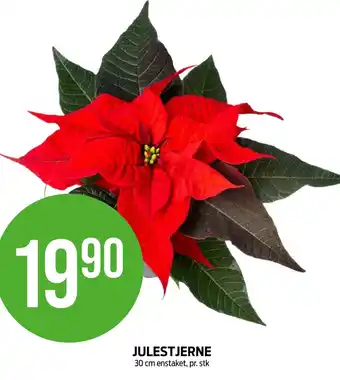 Kiwi JULESTJERNE 30 cm tilbud