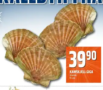 Coop Obs Kamskjell giga tilbud