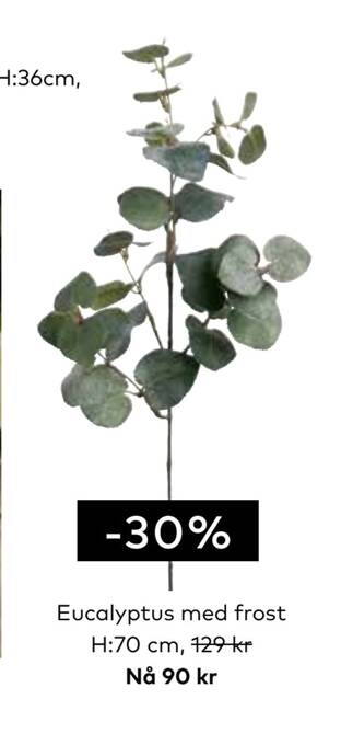 Skeidar Eucalyptus med frost tilbud