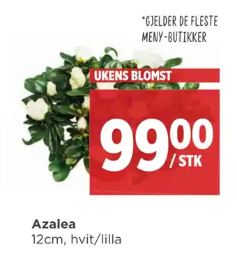 Meny Azalea tilbud