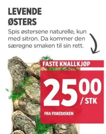 Meny Ukjent østers tilbud