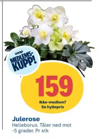Coop Obs Ukjent plante tilbud