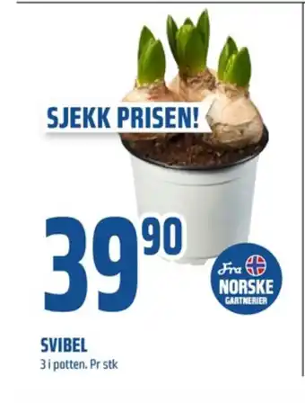 Coop Obs Ukjent plante tilbud