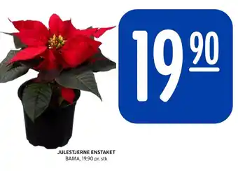 Rema 1000 JULESTJERNE ENSTAKET tilbud