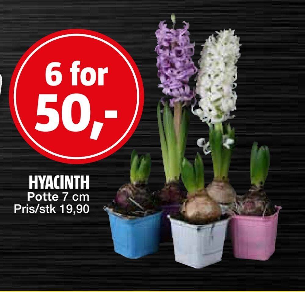 Bauhaus Hyacinth tilbud