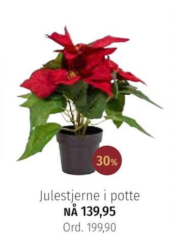 Nille Julestjerne i potte tilbud