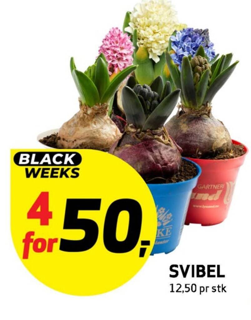 Bunnpris Svibel tilbud