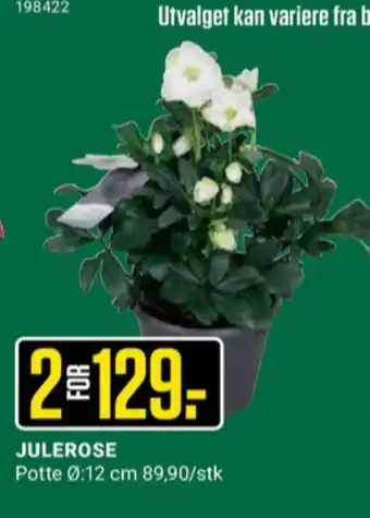 Europris Ukjent plante tilbud