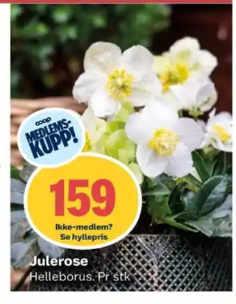 Coop Obs Ukjent plante tilbud
