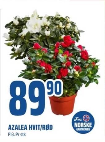 Coop Obs Ukjent plante tilbud