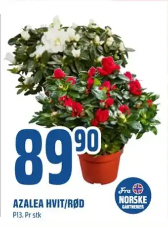 Coop Obs Ukjent plante tilbud