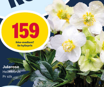 Matkroken Julerose Helleborus tilbud
