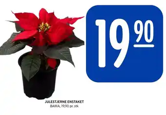 Rema 1000 JULESTJERNE ENSTAKET tilbud