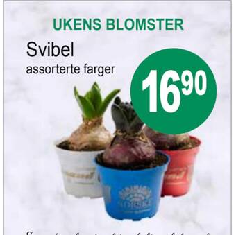 Joker Svibel tilbud