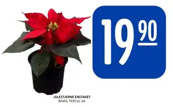 Rema 1000 Bama plante tilbud