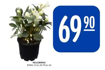 Rema 1000 Bama plante tilbud