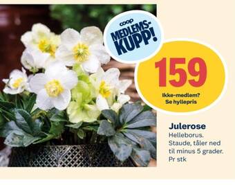 Coop Extra Ukjent plante tilbud