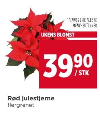 Meny Rød julestjerne tilbud