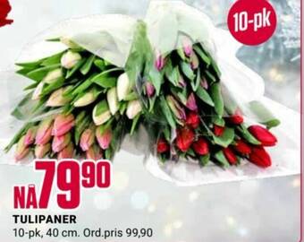 Europris TULIPANER 10-pk tilbud