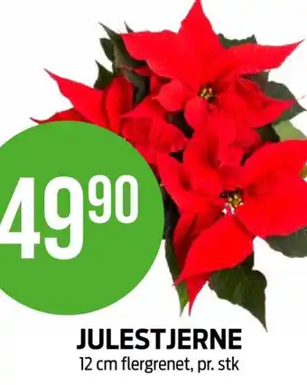 Kiwi JULESTJERNE 12 cm flergrenet, pr. stk tilbud