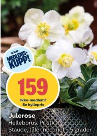 Coop Obs Ukjent plante tilbud