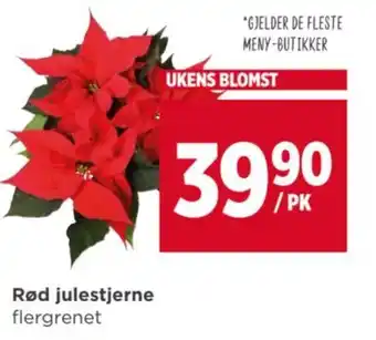 Meny Rød julestjerne tilbud