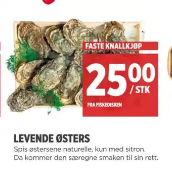 Meny LEVENDE ØSTERS tilbud